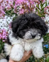 Blu, a male Maltipoo for sale in Austin, TX – 2 of 2