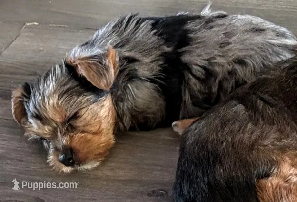 Suzy Q (merle) – Yorkshire Terrier puppy for sale in Austin, TX