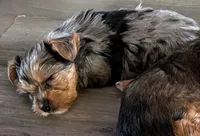 Suzy Q (merle), a female Yorkshire Terrier for sale in Austin, TX – 1 of 7