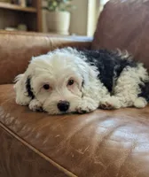 Link, a male Maltipoo for sale in Austin, TX – 2 of 6