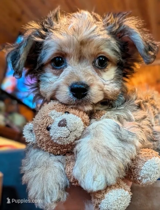 Presley – Yorkshire Terrier, Morkie puppy for sale in Austin, TX
