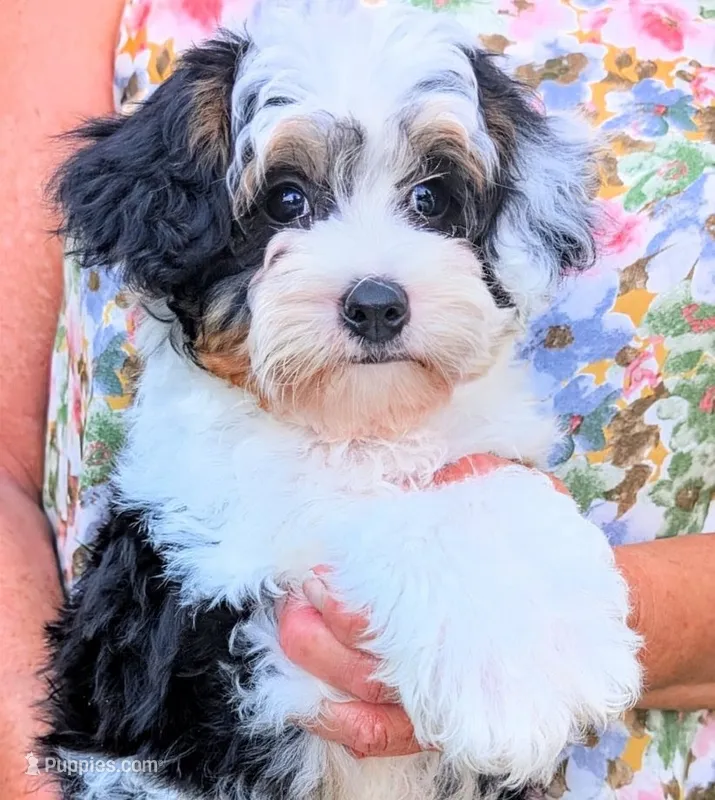 Orion (tri-color)  – Yorkipoo puppy for sale in Austin, TX