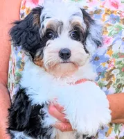 Orion (tri-color) , a male Yorkipoo for sale in Austin, TX – 1 of 4