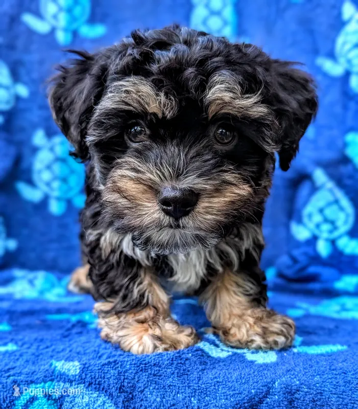 Prince – Yorkshire Terrier, Morkie puppy for sale in Austin, TX