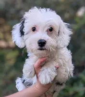 Perseus , a male Yorkipoo and Yorkshire Terrier for sale in Austin, TX – 2 of 7