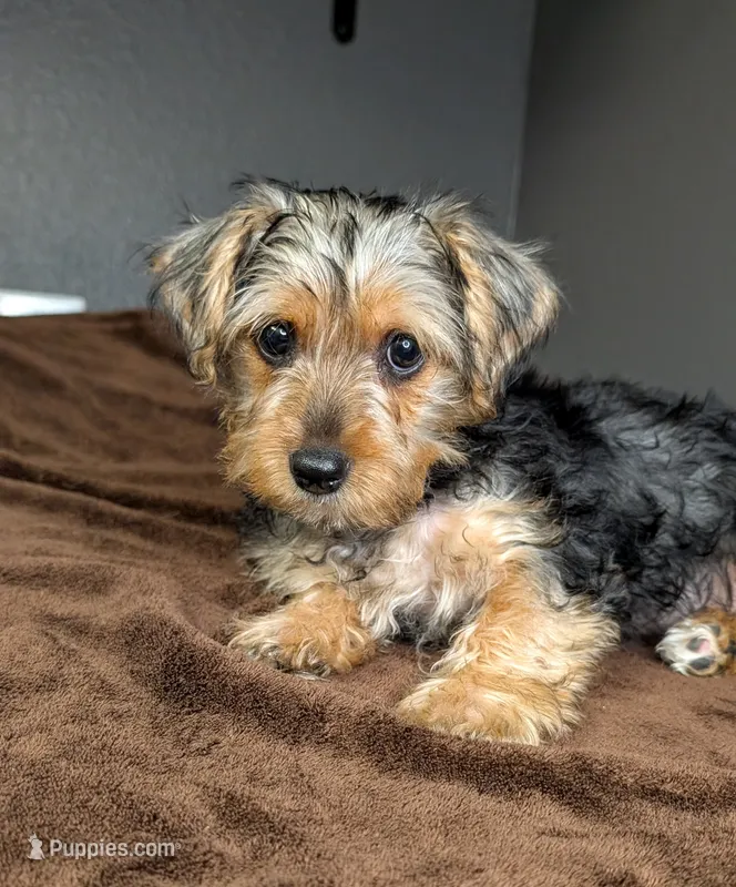 Wednesday (Snorkie) – Miniature Schnauzer, Yorkshire Terrier puppy for sale in Austin, TX