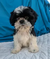 Noah, a male Shih Tzu for sale in Austin, TX – 2 of 2