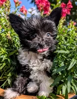 Buzz, a male Yorkshire Terrier and Mini Yorkshire Aussie for sale in Austin, TX – 1 of 2