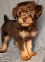 Benedict, a male Yorkipoo and Yorkshire Terrier for sale in Austin, TX – 2 of 2