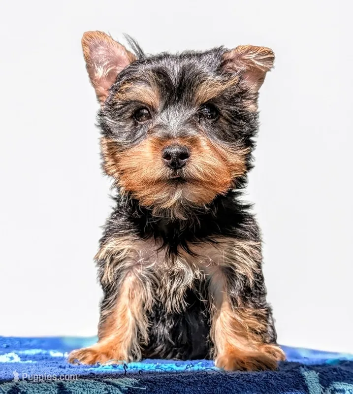 Biscuit  – Yorkshire Terrier, Morkie puppy for sale in Austin, TX