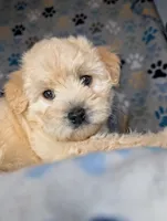 Tofu, a female Shihpoo for sale in Austin, TX – Photo 3 of 3