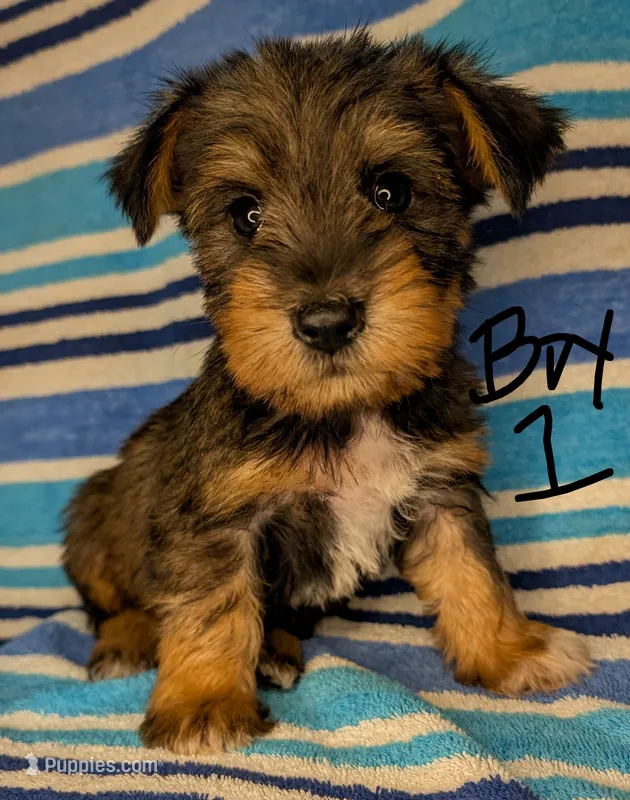Snorkie (Moose) – Miniature Schnauzer, Yorkshire Terrier puppy for sale in Austin, TX