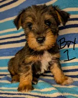 Snorkie (Moose), a male Miniature Schnauzer and Yorkshire Terrier for sale in Austin, TX – 1 of 3