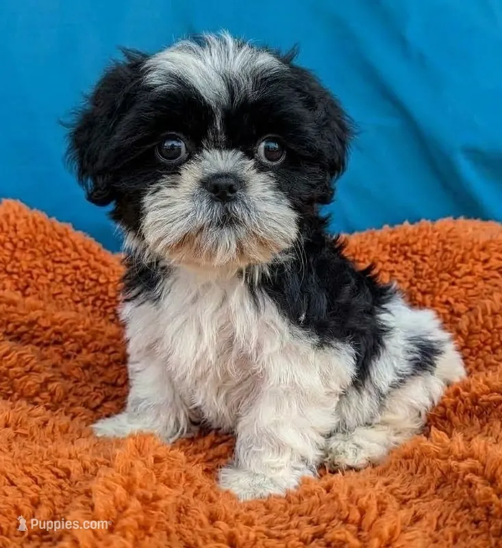 Noah – Shih Tzu puppy for sale in Austin, TX