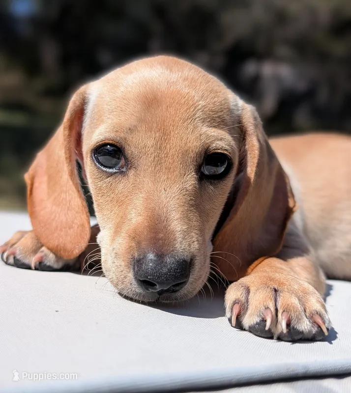 Gouda – Miniature Dachshund puppy for sale in Austin, TX