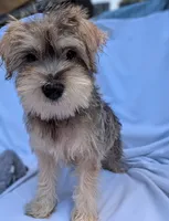 Mustache, a male Miniature Schnauzer and Schnoodle for sale in Austin, TX – 2 of 2