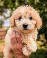 Hank, a male Miniature Schnauzer and Schnoodle for sale in Austin, TX – Photo 1 of 2