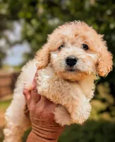 Hank, a male Miniature Schnauzer and Schnoodle for sale in Austin, TX – Photo 2 of 2