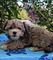 Princess, a female Yorkshire Terrier and Morkie for sale in Austin, TX – 3 of 4