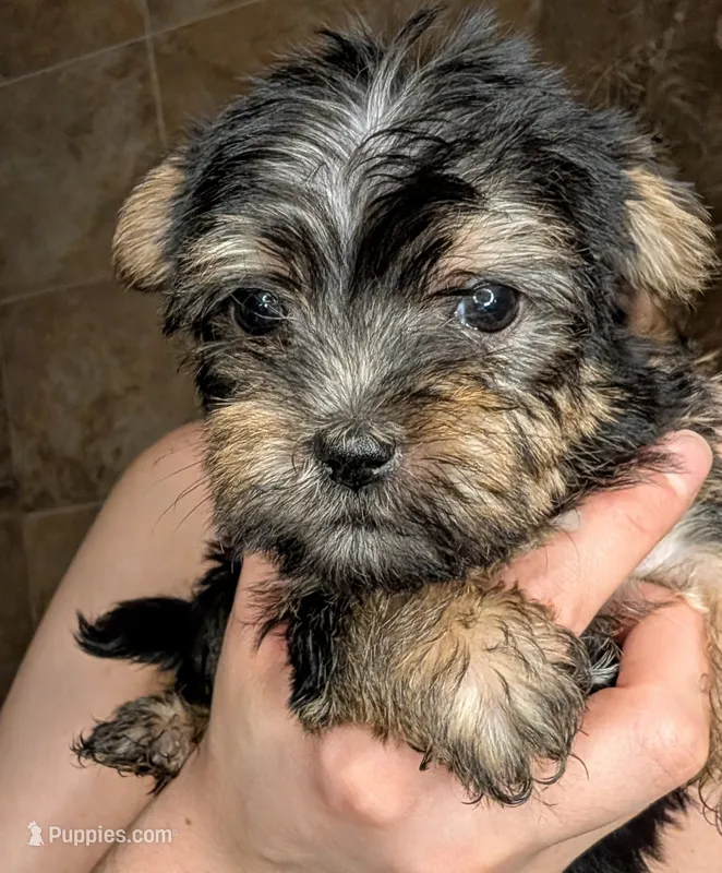 Harry(charting to be 4.5 lbs)