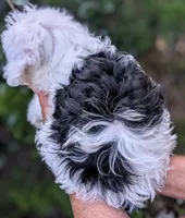 Perseus , a male Yorkipoo and Yorkshire Terrier for sale in Austin, TX – 3 of 7