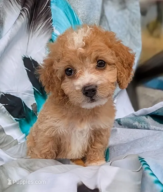 Maple – Maltipoo puppy for sale in Austin, TX