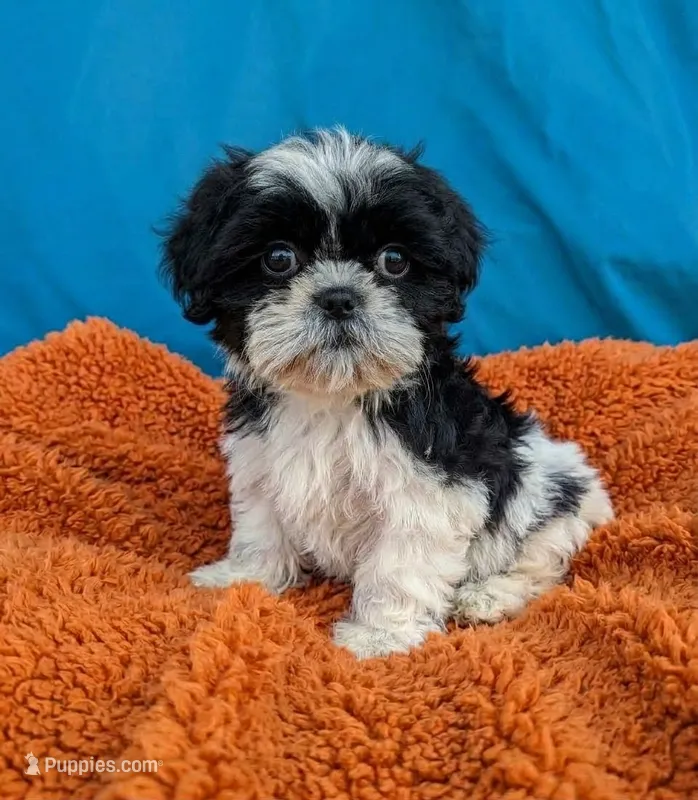 Noah – Shih Tzu puppy for sale in Austin, TX