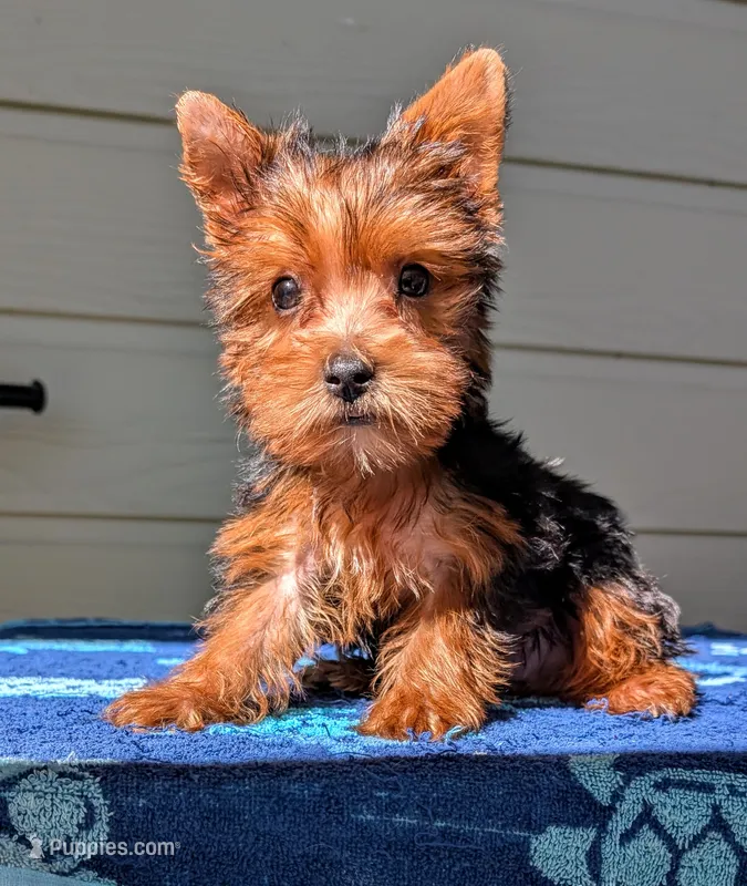 Honeybun – Yorkshire Terrier, Morkie puppy for sale in Austin, TX