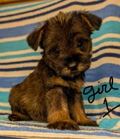 Snorkie (Ivy), a female Miniature Schnauzer and Yorkshire Terrier for sale in Austin, TX – 1 of 3