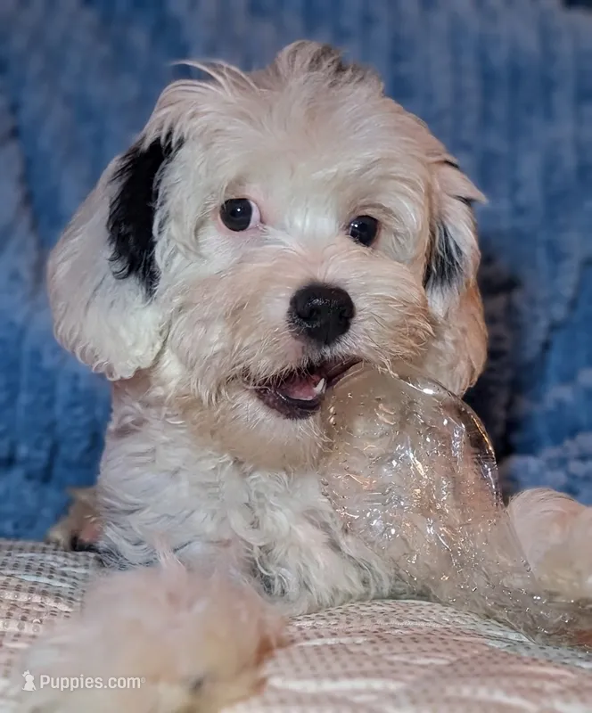 Link – Maltipoo puppy for sale in Austin, TX