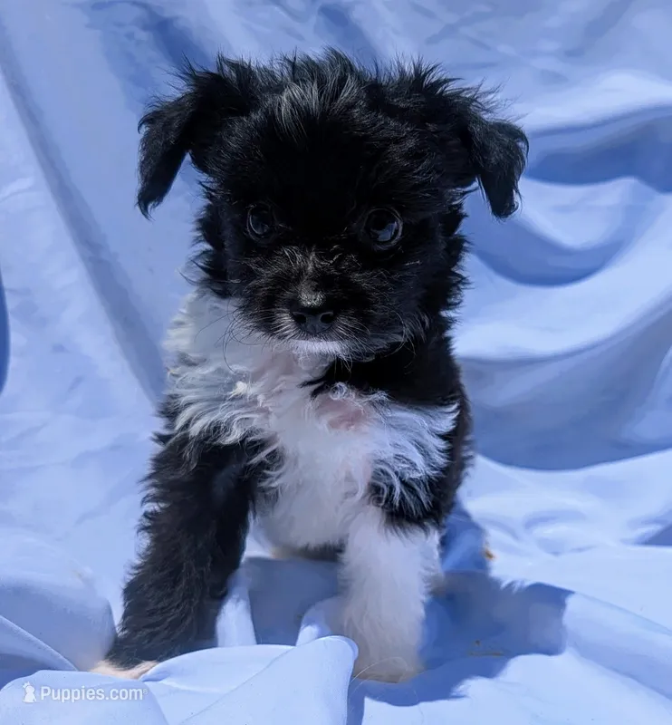 Oreo – Yorkshire Terrier, Morkie puppy for sale in Austin, TX