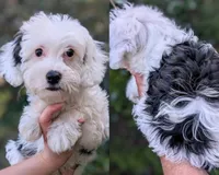 Perseus , a male Yorkipoo and Yorkshire Terrier for sale in Austin, TX – 1 of 7