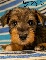 Snorkie (Moose), a male Miniature Schnauzer and Yorkshire Terrier for sale in Austin, TX – 3 of 3