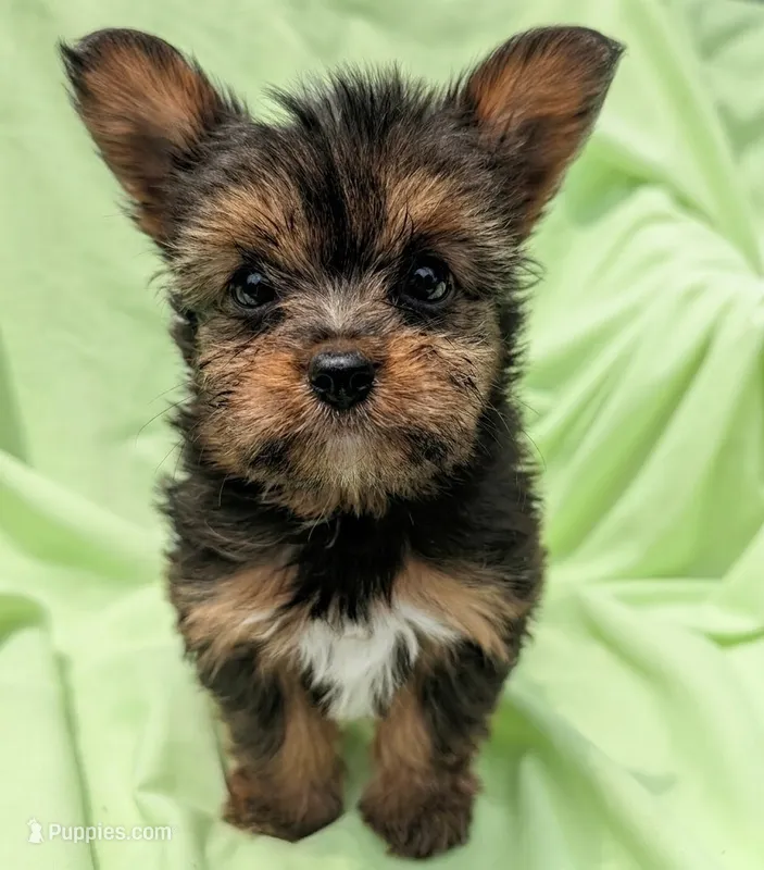 Chip – Yorkshire Terrier, Morkie puppy for sale in Austin, TX
