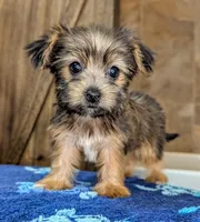 Sidney, a female Yorkshire Terrier and Morkie for sale in Austin, TX – 2 of 3
