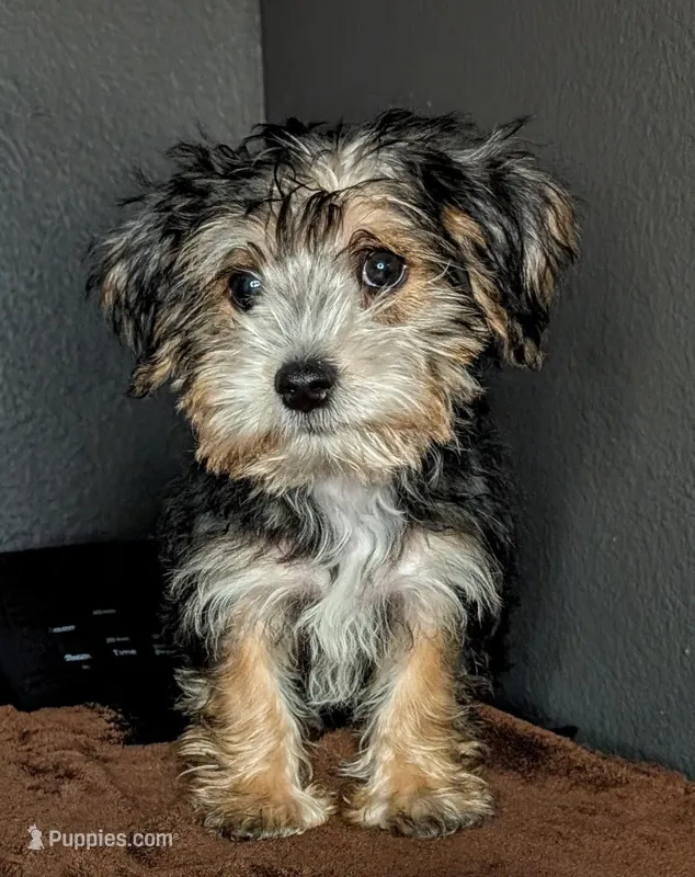 Pugsley (Snorkie)  – Miniature Schnauzer, Yorkshire Terrier puppy for sale in Austin, TX