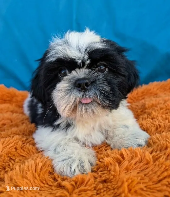 Nora – Shih Tzu puppy for sale in Austin, TX
