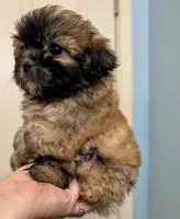 Vixey, a female Shih Tzu for sale in Austin, TX – 3 of 3
