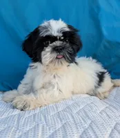Nora, a female Shih Tzu for sale in Austin, TX – 2 of 2