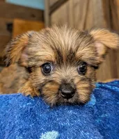 Gale, a female Yorkshire Terrier and Morkie for sale in Austin, TX – 3 of 3