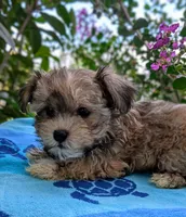 Princess, a female Yorkshire Terrier and Morkie for sale in Austin, TX – 4 of 4