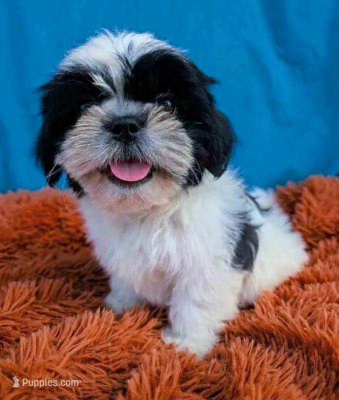 Nina – Shih Tzu puppy for sale in Austin, TX