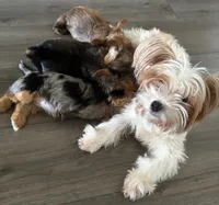 Twix, a male Yorkshire Terrier for sale in Austin, TX – 3 of 5