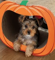 Suzy Q (merle), a female Yorkshire Terrier for sale in Austin, TX – 2 of 7