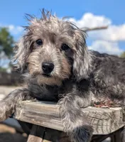 Luna, a female Miniature Schnauzer and Schnoodle for sale in Austin, TX – 3 of 3
