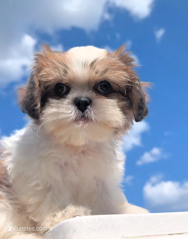 Misty – Shih Tzu puppy for sale in Austin, TX