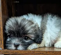 Tod, a male Shih Tzu for sale in Austin, TX – 2 of 3