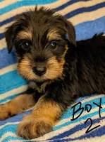 Snorkie (Sebastian), a male Miniature Schnauzer and Yorkshire Terrier for sale in Austin, TX – 2 of 3
