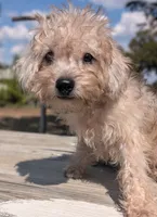 Apollo, a male Miniature Schnauzer and Schnoodle for sale in Austin, TX – 2 of 2