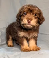 Flapjack , a male Yorkipoo and Yorkshire Terrier for sale in Austin, TX – 2 of 2